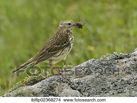 Picture - "Meadow Pipit (Anthus pratensis), adult, with insects in beak, gathering food for chicks, Tiree, Inner Hebrides, Scotland, United Kingdom, Europe". Fotosearch