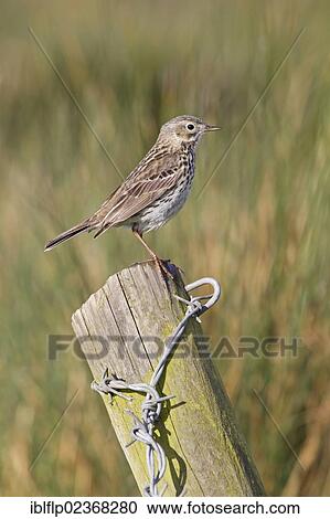 Stock Image - "Meadow Pipit (Anthus pratensis), adult, perched on post, Suffolk, England, United Kingdom, Europe". Fotosearch