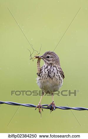 "Meadow Pipit (Anthus pratensis), adult, with insects for chicks in beak, perched on barbed wire fence, Suffolk, England, United Kingdom, Europe" View Large Photo Image Stock Image - "Meadow Pipit (Anthus pratensis), adult, with insects for chicks in beak, perched on barbed wire fence, Suffolk, England, United Kingdom, Europe". Fotosearch