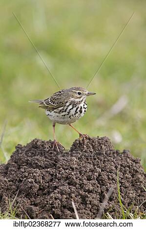Stock Photo - "Meadow Pipit (Anthus pratensis), adult, standing on molehill, Suffolk, England, United Kingdom, Europe". Fotosearch