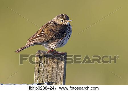 "Meadow Pipit (Anthus pratensis), adult, perched on fencepost, Lammermuir Hills, Scottish Borders, Scotland, United Kingdom, Europe" View Large Photo Image Stock Photo - "Meadow Pipit (Anthus pratensis), adult, perched on fencepost, Lammermuir Hills, Scottish Borders, Scotland, United Kingdom, Europe". Fotosearch