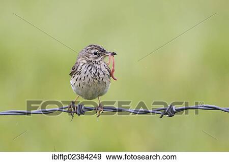 "Meadow Pipit (Anthus pratensis), adult, with earthworm for chicks in beak, perched on barbed wire fence, Suffolk, England, United Kingdom, Europe" View Large Photo Image Stock Photo - "Meadow Pipit (Anthus pratensis), adult, with earthworm for chicks in beak, perched on barbed wire fence, Suffolk, England, United Kingdom, Europe". Fotosearch