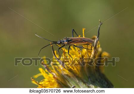 Stock Photograph - "Meadow Plant Bug (Leptopterna dolabrata), Schmittroeder Wiesen Nature Reserve, Konigstein im Taunus, Hesse, Germany, Europe". Fotosearch