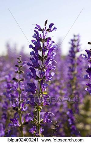 "Meadow Sage (Salvia pratensis), purple flowers, Saxony, Germany, Europe" View Large Photo Image Stock Image - "Meadow Sage (Salvia pratensis), purple flowers, Saxony, Germany, Europe". Fotosearch