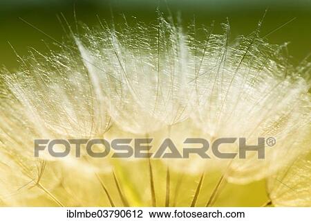 "Meadow Salsify (Tragopogon pratensis), infructescence, Germany, Europe" View Large Photo Image Stock Image - "Meadow Salsify (Tragopogon pratensis), infructescence, Germany, Europe". Fotosearch