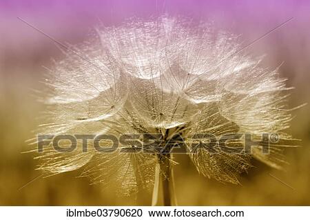 "Meadow Salsify (Tragopogon pratensis), infructescence, Germany, Europe" View Large Photo Image Stock Image - "Meadow Salsify (Tragopogon pratensis), infructescence, Germany, Europe". Fotosearch