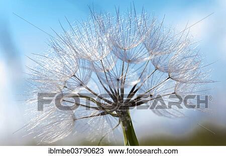 "Meadow Salsify (Tragopogon pratensis), infructescence, Germany, Europe" View Large Photo Image Stock Image - "Meadow Salsify (Tragopogon pratensis), infructescence, Germany, Europe". Fotosearch