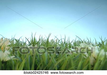 Meadow View Large Photo Image Stock Photograph - Meadow. Fotosearch