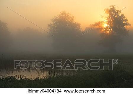 Picture - "Meadow with backwater at sunrise in autumn fog in the floodplain landscape, Middle Elbe Biosphere Reserve, Dessau-Rosslau, Saxony-Anhalt, Germany, Europe". Fotosearch