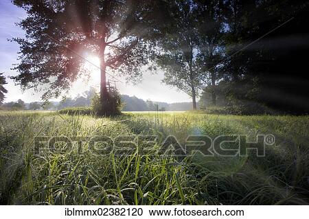 "Meadow with dew and trees in the morning light, Hesse, Germany, Europe" View Large Photo Image Stock Image - "Meadow with dew and trees in the morning light, Hesse, Germany, Europe". Fotosearch