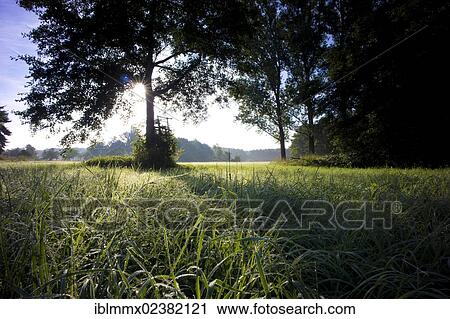 Stock Image - "Meadow with dew and trees in the morning light, Hesse, Germany, Europe". Fotosearch