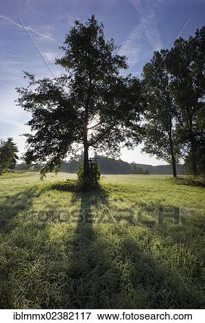Stock Photo - "Meadow with dew and trees in the morning light, Hesse, Germany, Europe". Fotosearch