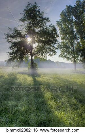 "Meadow with dew and trees in the morning light, Hesse, Germany, Europe" View Large Photo Image Stock Photograph - "Meadow with dew and trees in the morning light, Hesse, Germany, Europe". Fotosearch