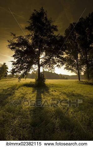"Meadow with dew and trees in the morning light, Hesse, Germany, Europe" View Large Photo Image Stock Photography - "Meadow with dew and trees in the morning light, Hesse, Germany, Europe". Fotosearch