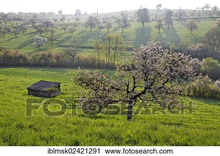 Meadow with scattered fruit trees in spring, flowing trees on the Dinkelberg mountain, near Adelhausen, Rheinfelden - Baden, Baden-Wuerttemberg, Germany, Europe View Large Photo Image Stock Image - Meadow with scattered fruit trees in spring, flowing trees on the Dinkelberg mountain, near Adelhausen, Rheinfelden - Baden, Baden-Wuerttemberg, Germany, Europe. Fotosearch