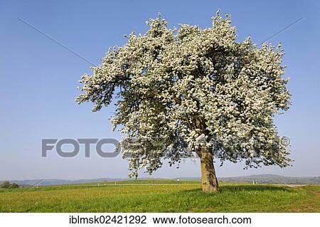 Meadow with scattered fruit trees in spring, a flowing tree on Dinkelberg mountain, near Eichsel, Rheinfelden - Baden, Baden-Wuerttemberg, Germany, Europe View Large Photo Image Stock Image - Meadow with scattered fruit trees in spring, a flowing tree on Dinkelberg mountain, near Eichsel, Rheinfelden - Baden, Baden-Wuerttemberg, Germany, Europe. Fotosearch