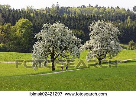 Meadow with scattered fruit trees in spring, flowing trees on Dinkelberg mountain, near the town of Nordschwaben, Rheinfelden - Baden, Baden-Wuerttemberg, Germany, Europe View Large Photo Image Stock Photo - Meadow with scattered fruit trees in spring, flowing trees on Dinkelberg mountain, near the town of Nordschwaben, Rheinfelden - Baden, Baden-Wuerttemberg, Germany, Europe. Fotosearch