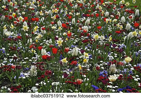 "Meadow with spring flowers, Haidhausen, Munich, Upper Bavaria, Bavaria, Germany, Europe" View Large Photo Image Stock Image - "Meadow with spring flowers, Haidhausen, Munich, Upper Bavaria, Bavaria, Germany, Europe". Fotosearch
