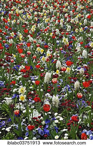 "Meadow with spring flowers, Haidhausen, Munich, Upper Bavaria, Bavaria, Germany, Europe" View Large Photo Image Stock Image - "Meadow with spring flowers, Haidhausen, Munich, Upper Bavaria, Bavaria, Germany, Europe". Fotosearch