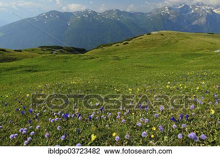 "Meadow with wild flowers in front of mountains, Stubai Alps, Tyrol, Austria, Europe" View Large Photo Image Stock Image - "Meadow with wild flowers in front of mountains, Stubai Alps, Tyrol, Austria, Europe". Fotosearch