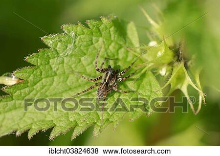 "Meadow Wolf-spider (Pardosa prativaga), male, North Rhine-Westphalia, Germany, Europe" View Large Photo Image Stock Photo - "Meadow Wolf-spider (Pardosa prativaga), male, North Rhine-Westphalia, Germany, Europe". Fotosearch