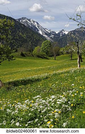 "Meadows and flowering fruit trees in spring, orchards, Hochkreuth in the Leitzachtal valley, near Bayrischzell, Upper Bavaria, Bavaria, Germany, Europe" View Large Photo Image Stock Image - "Meadows and flowering fruit trees in spring, orchards, Hochkreuth in the Leitzachtal valley, near Bayrischzell, Upper Bavaria, Bavaria, Germany, Europe". Fotosearch