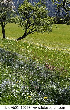 "Meadows and flowering fruit trees in spring, orchards, Hochkreuth in the Leitzachtal valley, near Bayrischzell, Upper Bavaria, Bavaria, Germany, Europe" View Large Photo Image Stock Image - "Meadows and flowering fruit trees in spring, orchards, Hochkreuth in the Leitzachtal valley, near Bayrischzell, Upper Bavaria, Bavaria, Germany, Europe". Fotosearch