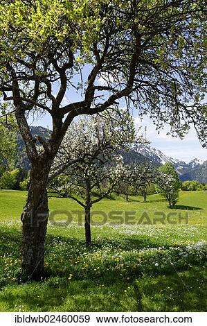 "Meadows and flowering fruit trees in spring, orchards, Hochkreuth in the Leitzachtal valley, near Bayrischzell, Upper Bavaria, Bavaria, Germany, Europe" View Large Photo Image Stock Photo - "Meadows and flowering fruit trees in spring, orchards, Hochkreuth in the Leitzachtal valley, near Bayrischzell, Upper Bavaria, Bavaria, Germany, Europe". Fotosearch