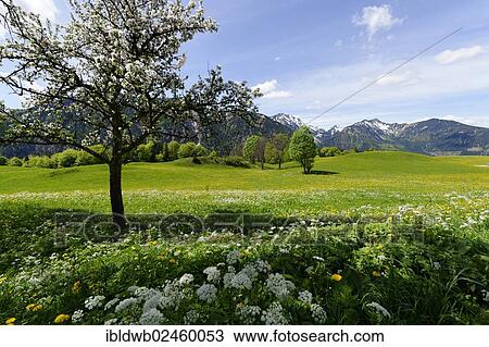 "Meadows in spring near the Siglhof Cafe, Hochkreuth, Siglalm alp in the Leitzachtal valley, Bayrischzell, Upper Bavaria, Bavaria, Germany, Europe" View Large Photo Image Stock Image - "Meadows in spring near the Siglhof Cafe, Hochkreuth, Siglalm alp in the Leitzachtal valley, Bayrischzell, Upper Bavaria, Bavaria, Germany, Europe". Fotosearch