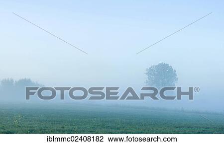 Stock Image - "Meadows with morning mist, Lindenau, Augsburg, Swabia, Bavaria, Germany, Europe". Fotosearch