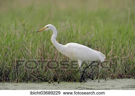 "Means Egret (Egretta intermedia intermedia Mesophoyx, Ardea intermedia), Keoladeo National Park, Bharatpur, Rajasthan, India, Asia" View Large Photo Image Stock Photo - "Means Egret (Egretta intermedia intermedia Mesophoyx, Ardea intermedia), Keoladeo National Park, Bharatpur, Rajasthan, India, Asia". Fotosearch