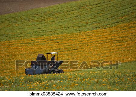 "Mechanical harvest of Marigold or Calendula flowers (Calendula officinalis), Hesse, Germany, Europe" View Large Photo Image Picture - "Mechanical harvest of Marigold or Calendula flowers (Calendula officinalis), Hesse, Germany, Europe". Fotosearch