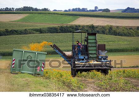 "Mechanical harvest of Marigold or Calendula flowers (Calendula officinalis), Hesse, Germany, Europe" View Large Photo Image Stock Photo - "Mechanical harvest of Marigold or Calendula flowers (Calendula officinalis), Hesse, Germany, Europe". Fotosearch