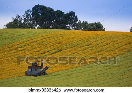 "Mechanical harvest of Marigold or Calendula flowers (Calendula officinalis), Hesse, Germany, Europe" View Large Photo Image Stock Photography - "Mechanical harvest of Marigold or Calendula flowers (Calendula officinalis), Hesse, Germany, Europe". Fotosearch