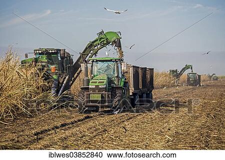 Stock Image - "Mechanical harvest of sugar cane, Belle Glade, Florida, United States, North America". Fotosearch