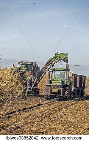 "Mechanical harvest of sugar cane, Belle Glade, Florida, United States, North America" View Large Photo Image Stock Image - "Mechanical harvest of sugar cane, Belle Glade, Florida, United States, North America". Fotosearch