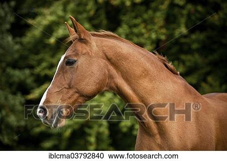 "Mecklenburger gelding, sorrel with a blaze, portrait" View Large Photo Image Stock Image - "Mecklenburger gelding, sorrel with a blaze, portrait". Fotosearch