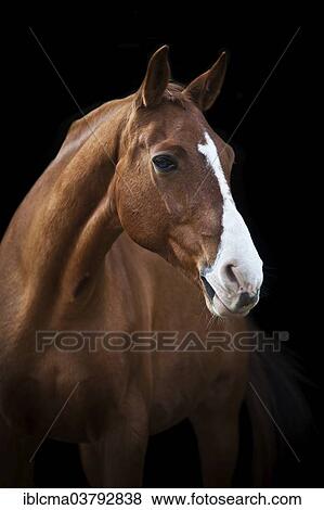 "Mecklenburger gelding, sorrel with a blaze, portrait" View Large Photo Image Stock Photo - "Mecklenburger gelding, sorrel with a blaze, portrait". Fotosearch