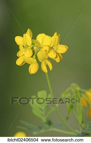 "Mediterranean Crownvetch (Coronilla valentina subspec. Glauca, Coronilla glauca), Provence, Southern France, France, Europe" View Large Photo Image Picture - "Mediterranean Crownvetch (Coronilla valentina subspec. Glauca, Coronilla glauca), Provence, Southern France, France, Europe". Fotosearch