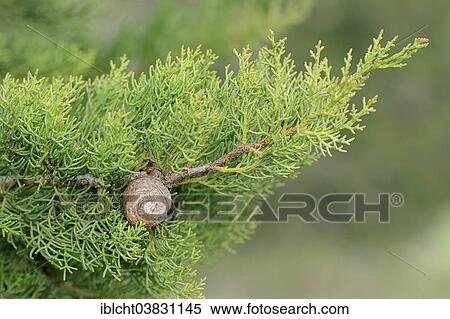 "Mediterranean Cypress or Pencil Pine (Cupressus sempervirens), branch with cones, Provence, southern France, France, Europe" View Large Photo Image Stock Photography - "Mediterranean Cypress or Pencil Pine (Cupressus sempervirens), branch with cones, Provence, southern France, France, Europe". Fotosearch