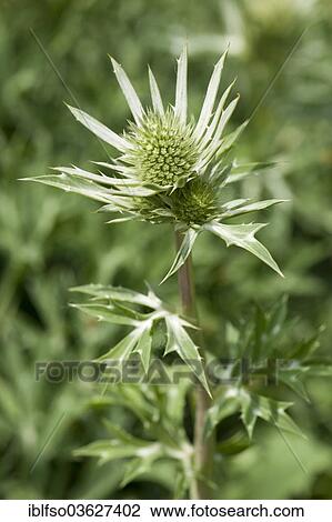"Mediterranean Sea Holly or Bourgati's Eryngo (Eryngium bourgatii), garden plant, native to the mountains of Spain and the Pyrenees, Thuringia, Germany, Europe" View Large Photo Image Stock Image - "Mediterranean Sea Holly or Bourgati's Eryngo (Eryngium bourgatii), garden plant, native to the mountains of Spain and the Pyrenees, Thuringia, Germany, Europe". Fotosearch