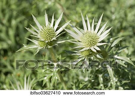 "Mediterranean Sea Holly or Bourgati's Eryngo (Eryngium bourgatii), garden plant, native to the mountains of Spain and the Pyrenees, Thuringia, Germany, Europe" View Large Photo Image Stock Image - "Mediterranean Sea Holly or Bourgati's Eryngo (Eryngium bourgatii), garden plant, native to the mountains of Spain and the Pyrenees, Thuringia, Germany, Europe". Fotosearch