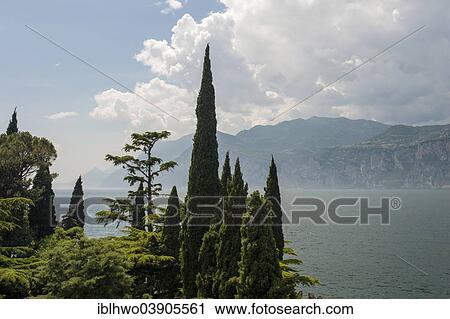 "Mediterranean trees on Lake Garda, Malcesine, Veneto, Italy, Europe" View Large Photo Image Stock Image - "Mediterranean trees on Lake Garda, Malcesine, Veneto, Italy, Europe". Fotosearch