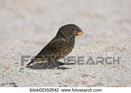Stock Image - "Medium Ground Finch (Geospiza fortis), Darwin finch, Genovesa Island, Galapagos Islands, UNESCO World Natural Heritage Site, Ecuador, South America". Fotosearch