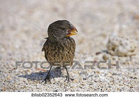 "Medium Ground Finch (Geospiza fortis), Darwin finch, Genovesa Island, Galapagos Islands, UNESCO World Natural Heritage Site, Ecuador, South America" View Large Photo Image Stock Image - "Medium Ground Finch (Geospiza fortis), Darwin finch, Genovesa Island, Galapagos Islands, UNESCO World Natural Heritage Site, Ecuador, South America". Fotosearch