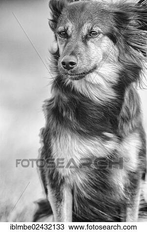 "Medium-sized mongrel, dog, bitch, Berlin, Germany, Europe" View Large Photo Image Stock Image - "Medium-sized mongrel, dog, bitch, Berlin, Germany, Europe". Fotosearch