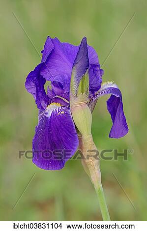 Picture - "Medium Tall Bearded Iris (Iris barbata-media hybride), flower, Provence, southern France, France, Europe". Fotosearch