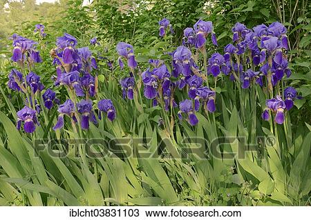Stock Image - "Medium Tall Bearded Iris (Iris barbata-media hybride), Provence, southern France, France, Europe". Fotosearch