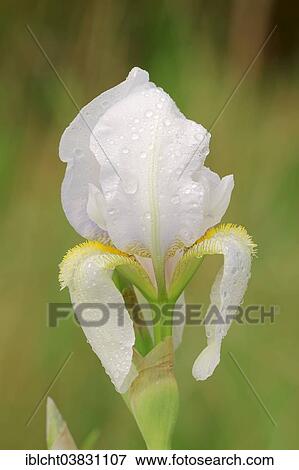 "Medium Tall Bearded Iris (Iris barbata-media hybride), flower, Provence, southern France, France, Europe" View Large Photo Image Stock Photo - "Medium Tall Bearded Iris (Iris barbata-media hybride), flower, Provence, southern France, France, Europe". Fotosearch