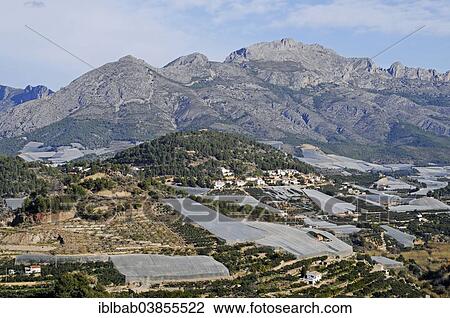 "Medlar plantations, Polop, Costa Blanca, Province of Alicante, Spain, Europe" View Large Photo Image Stock Image - "Medlar plantations, Polop, Costa Blanca, Province of Alicante, Spain, Europe". Fotosearch